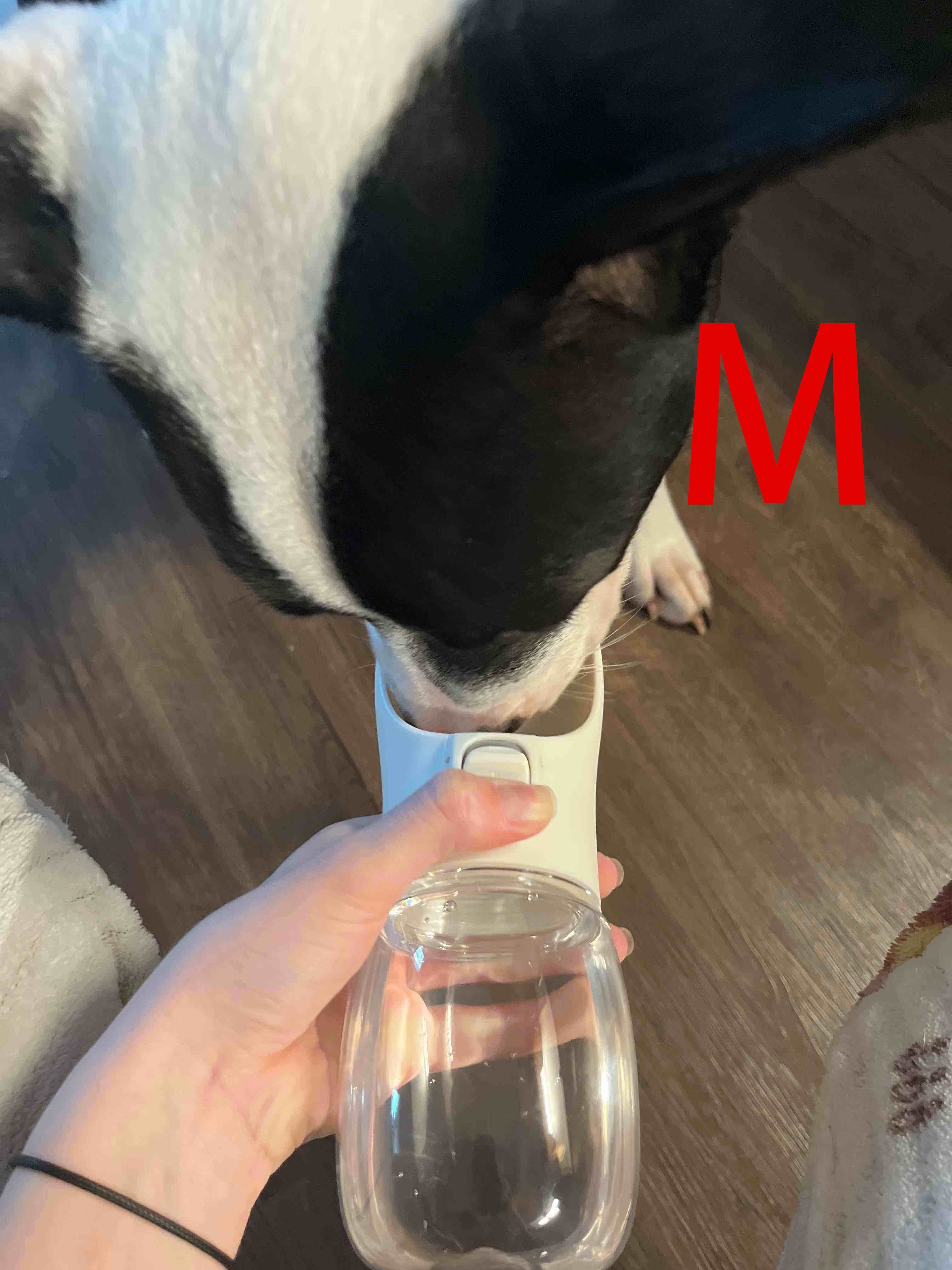 Portable Pet Water Dispenser